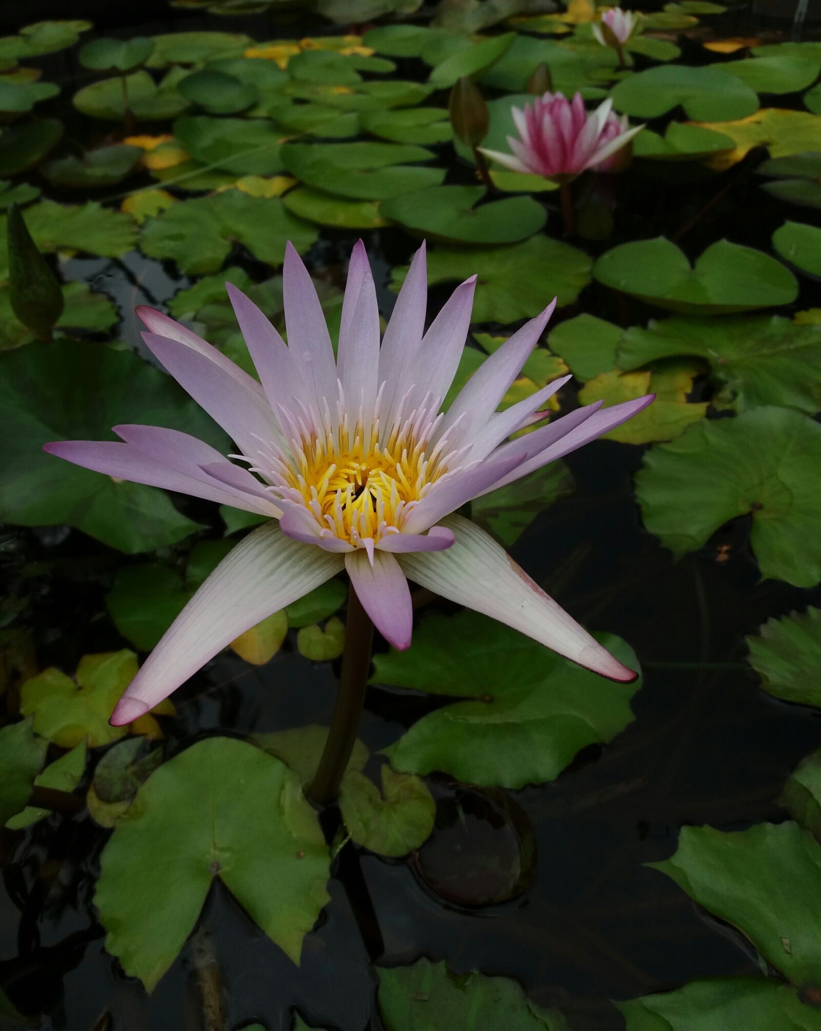 Samsung Galaxy J5(2016) sample photo. Water lily, pond, plant photography