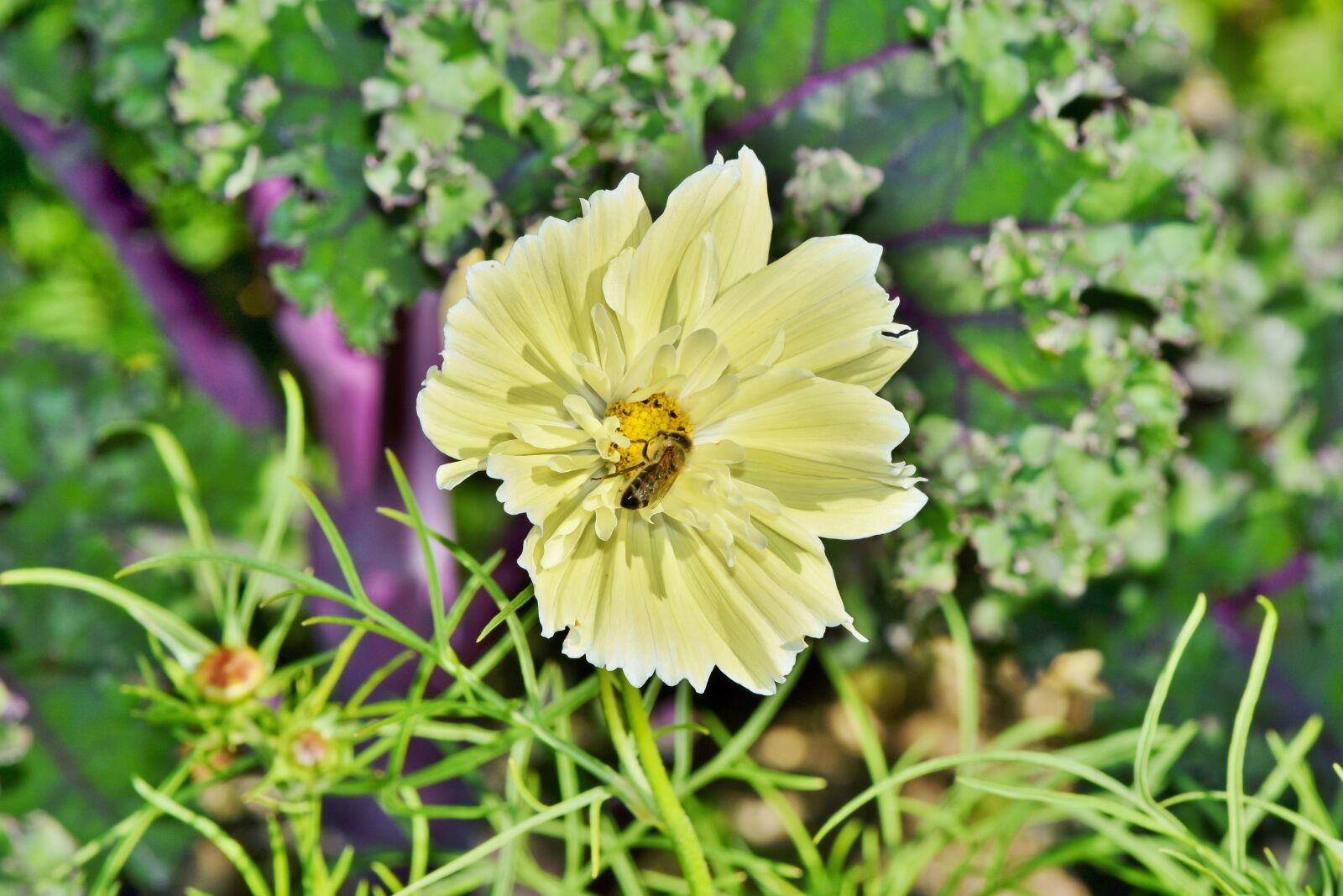 Nikon D7200 sample photo. Cosmea, kosmee, flower photography