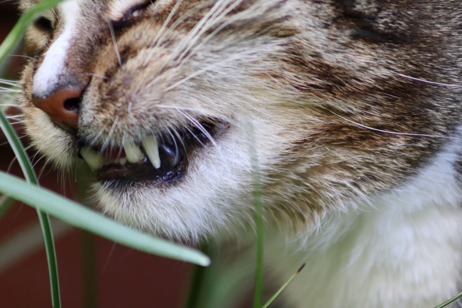 Canon EOS 77D (EOS 9000D / EOS 770D) sample photo. Cat, domestic cat, eat photography