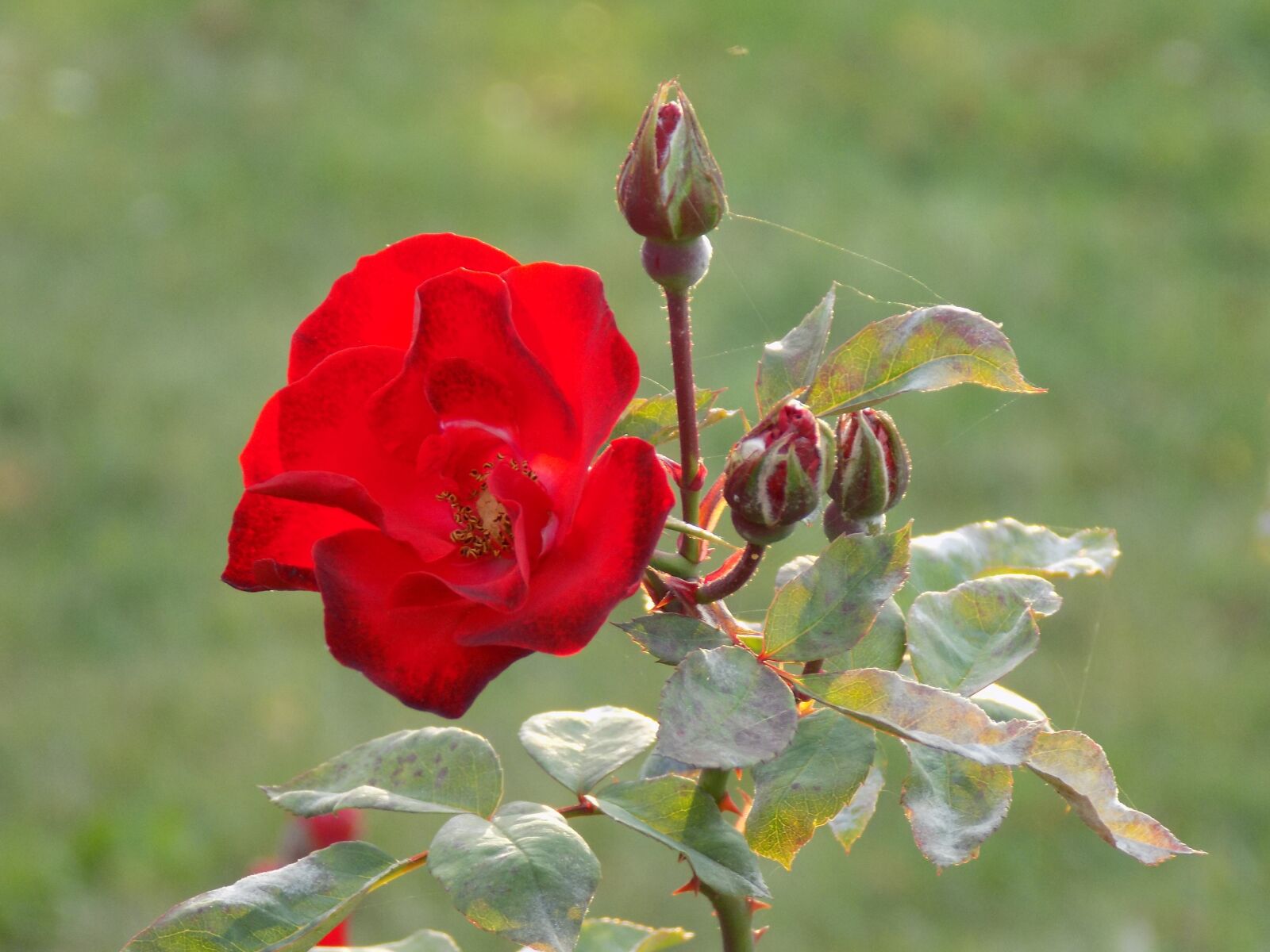 Nikon COOLPIX L330 sample photo. Rose, flower, red rose photography