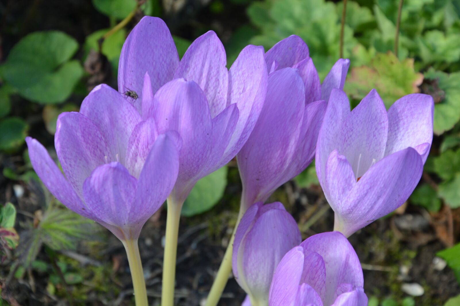 Nikon D3100 sample photo. Flower, legally protected, autumn photography