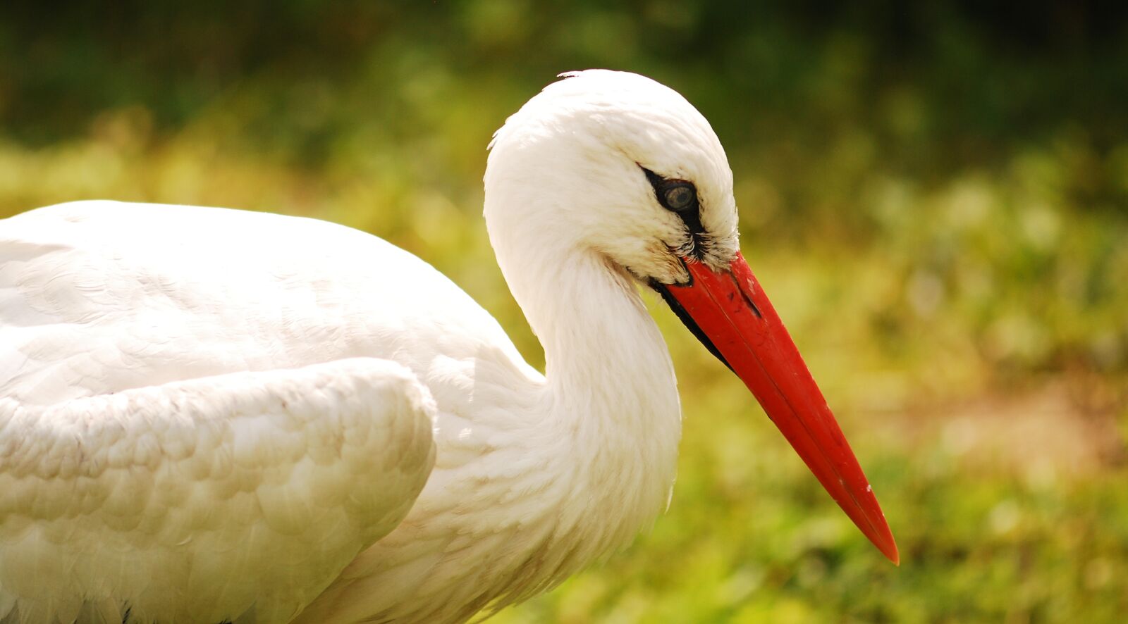 Nikon D80 sample photo. Stork, bird, poland photography