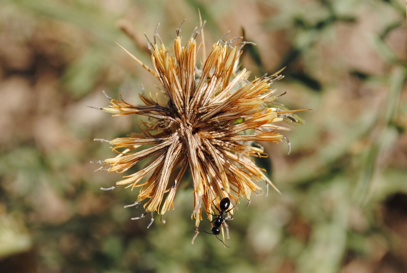 Nikon D3000 sample photo. Ant, dandelion, field photography