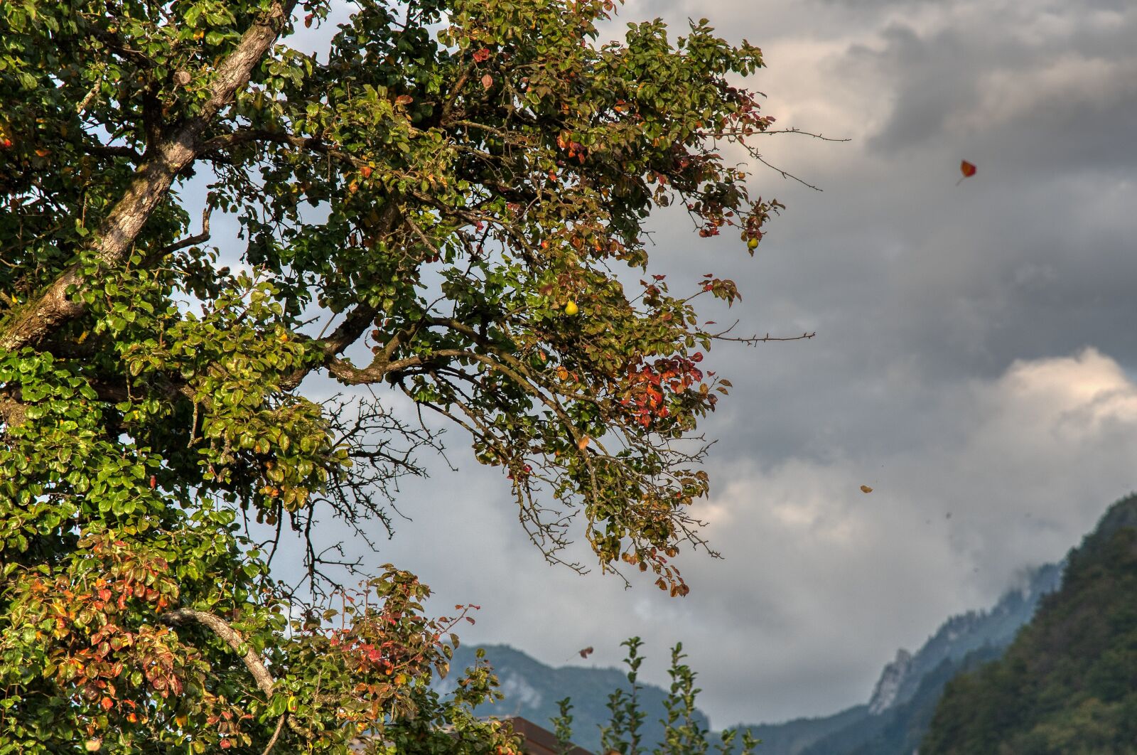 Nikon D750 sample photo. Pear tree, autumn, wind photography