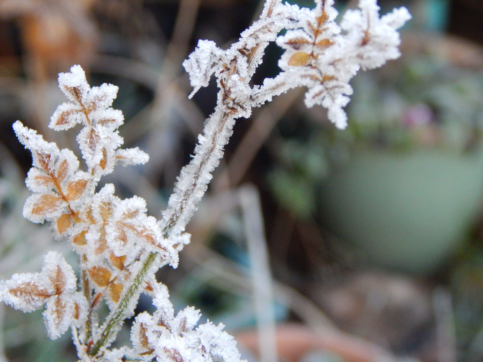 Nikon Coolpix L830 sample photo. Frost on plant, frost photography