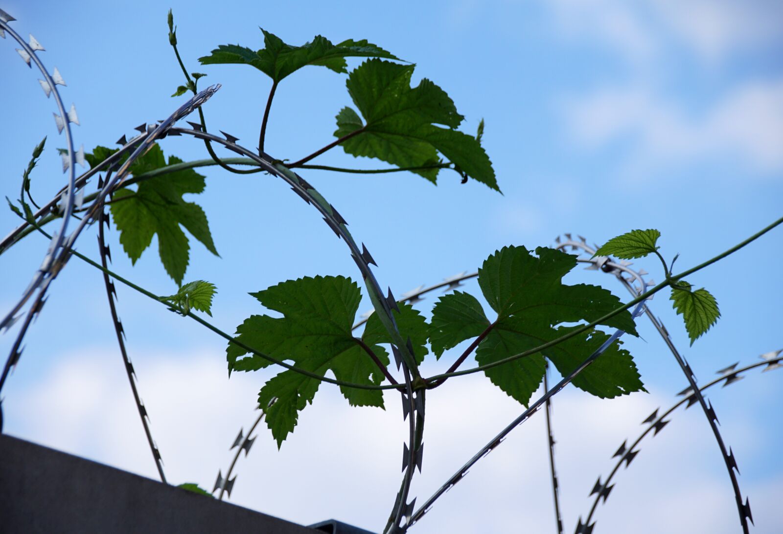Sony ILCA-77M2 sample photo. Barbed wire, fence, border photography