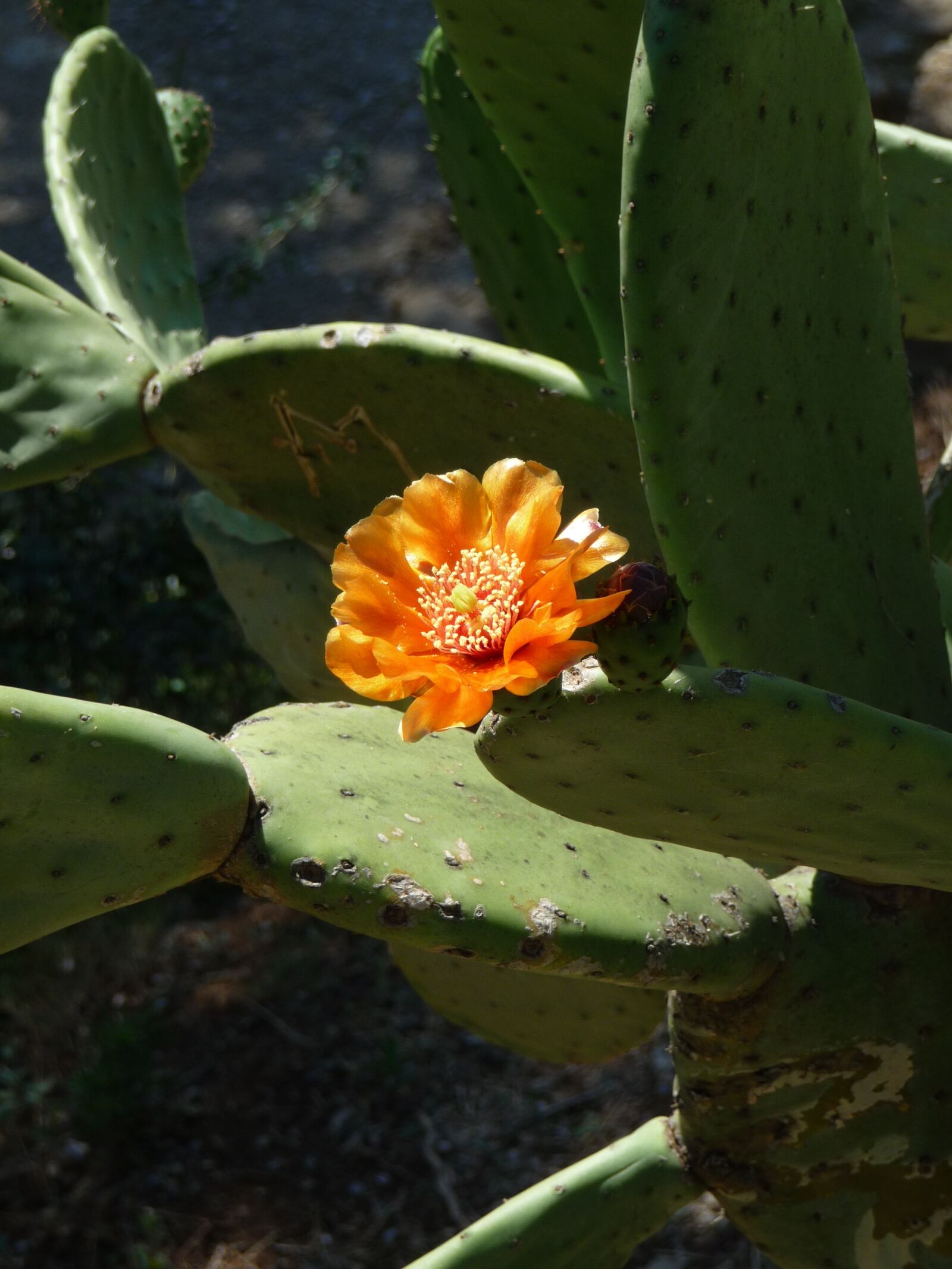 Panasonic Lumix DMC-TZ5 sample photo. Cactus, cactus blossom, blossom photography