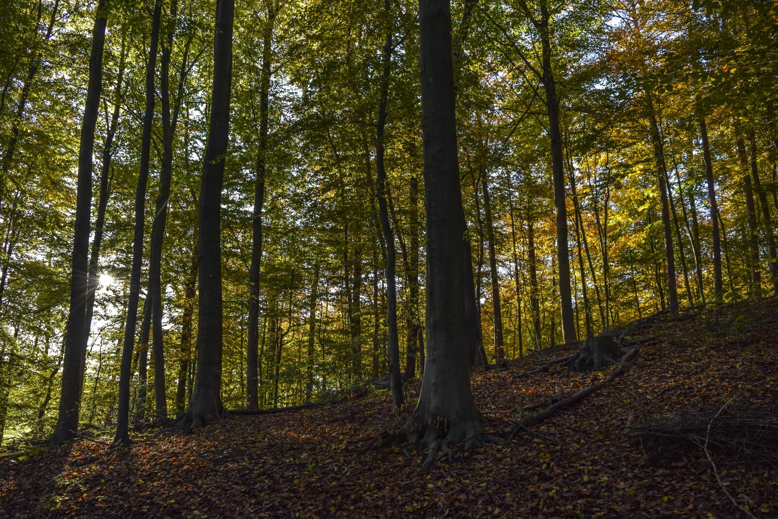 Nikon D3300 sample photo. Forest, nature, autumn photography