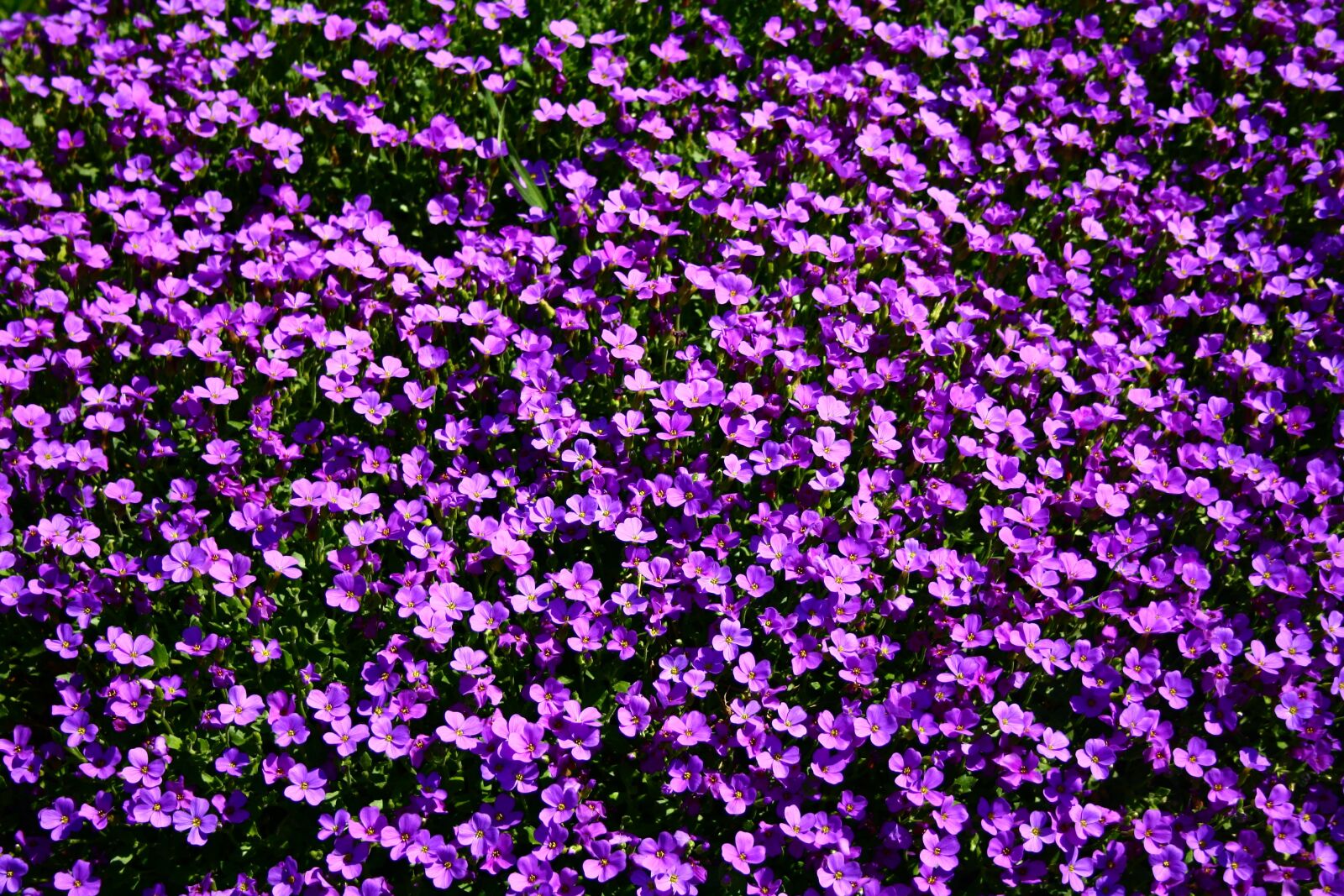 Canon EOS 1000D (EOS Digital Rebel XS / EOS Kiss F) sample photo. Flowerbed, flowers, summer photography