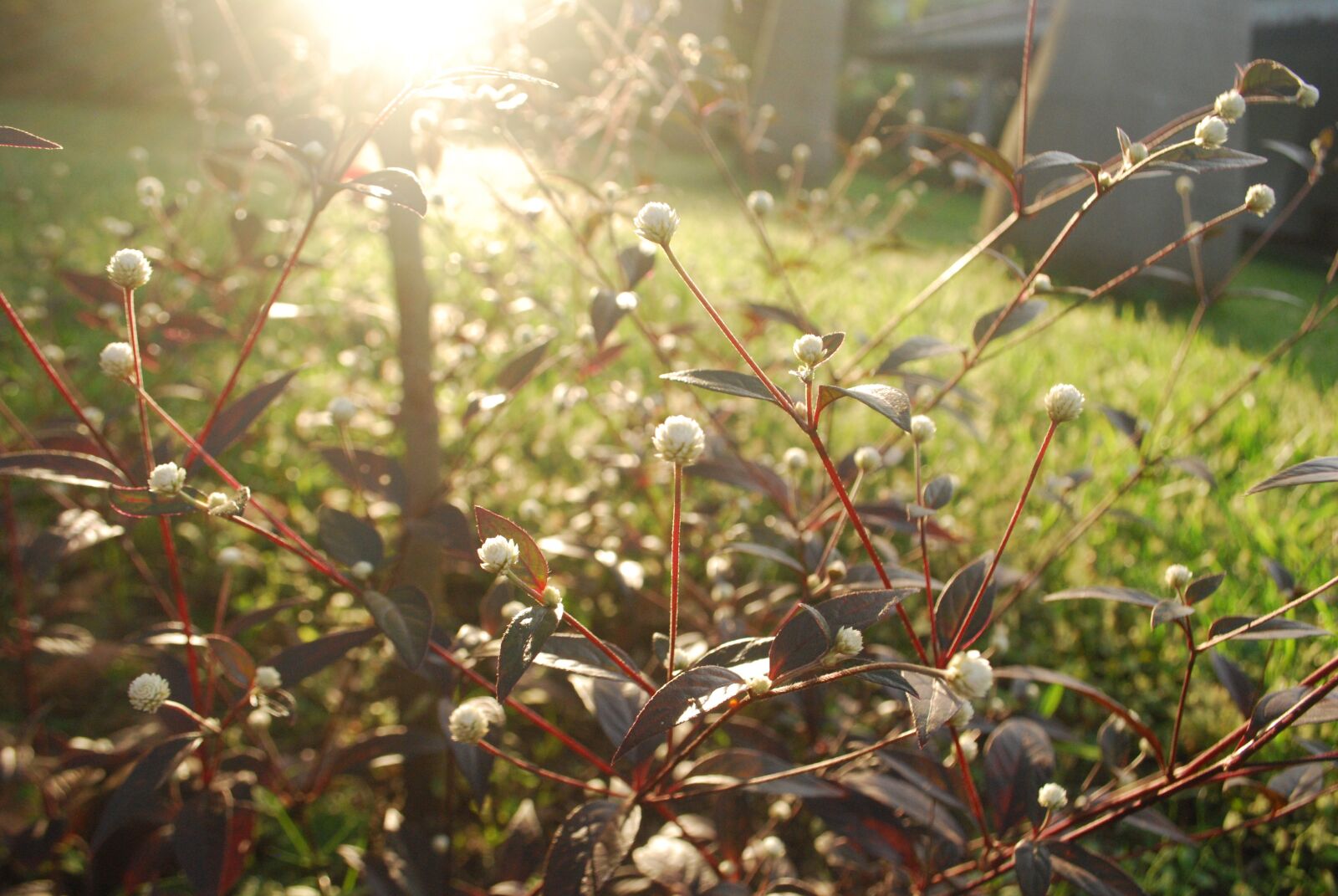Nikon D60 sample photo. Sunlight, flowers, garden photography