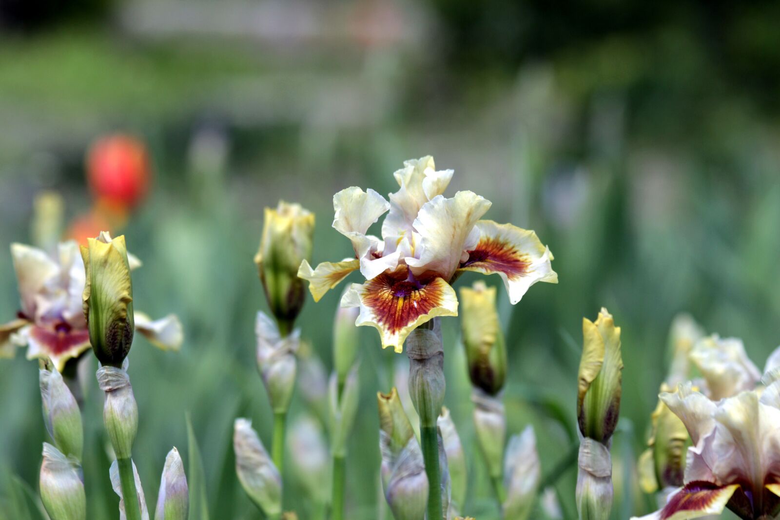 Canon EOS 650D (EOS Rebel T4i / EOS Kiss X6i) sample photo. Irises, flowers, spring photography
