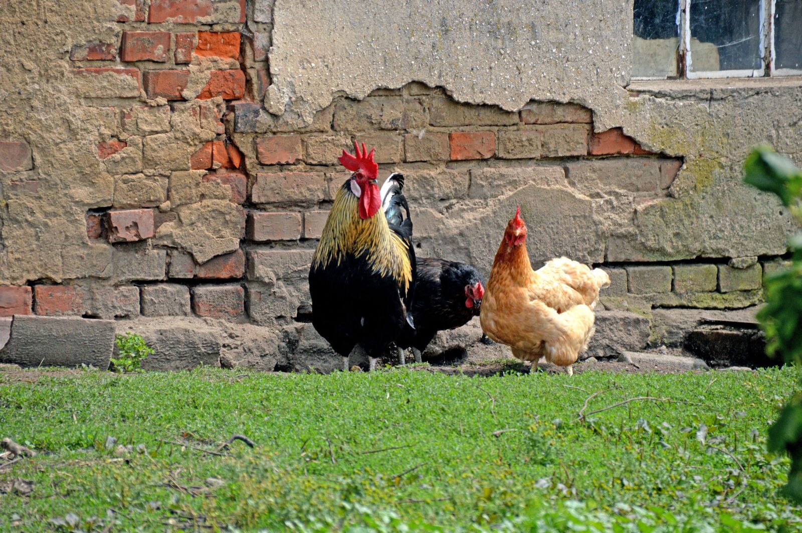 Nikon D3200 sample photo. Hahn, henne, geflügel photography