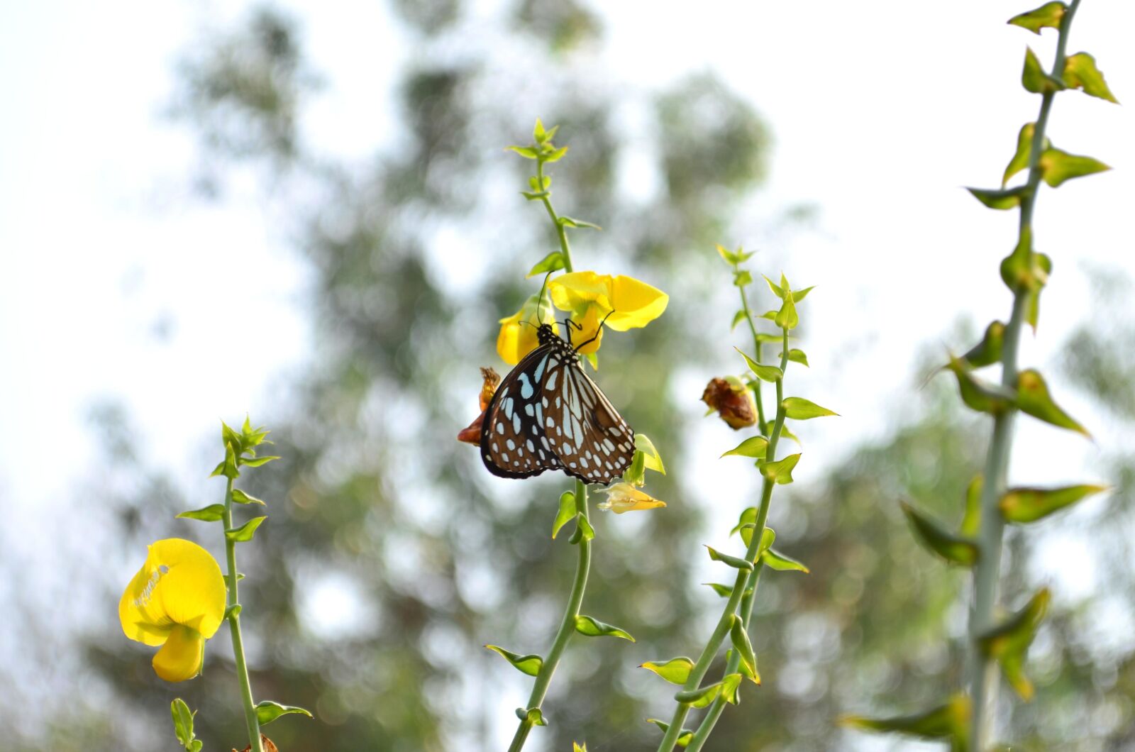 Nikon D5100 sample photo. Butterfly, yellow, flower, meadow photography