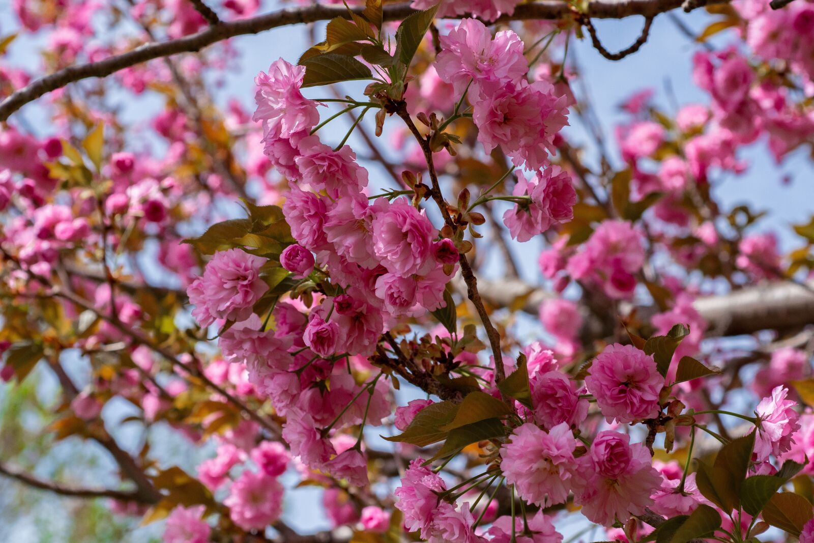 Nikon D500 sample photo. Tree, blooming, springtime photography