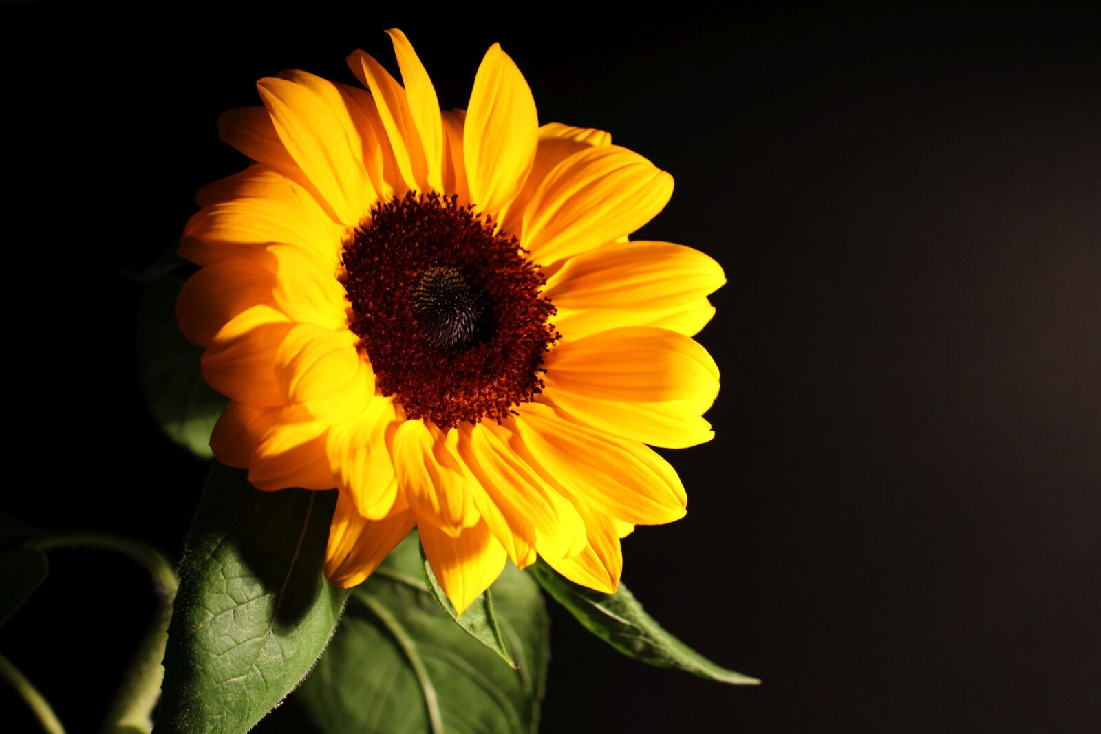 Canon EOS 1100D (EOS Rebel T3 / EOS Kiss X50) sample photo. Sunflower, autumn, blossom photography