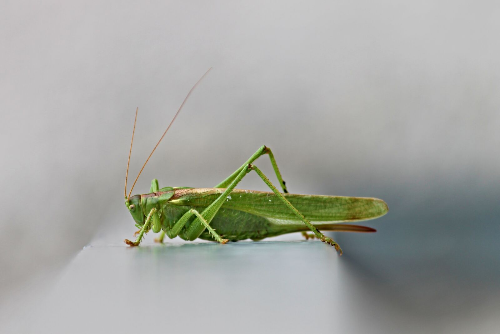 Canon EOS 1100D (EOS Rebel T3 / EOS Kiss X50) sample photo. Tettigonia viridissima, viridissima, grasshoppers photography