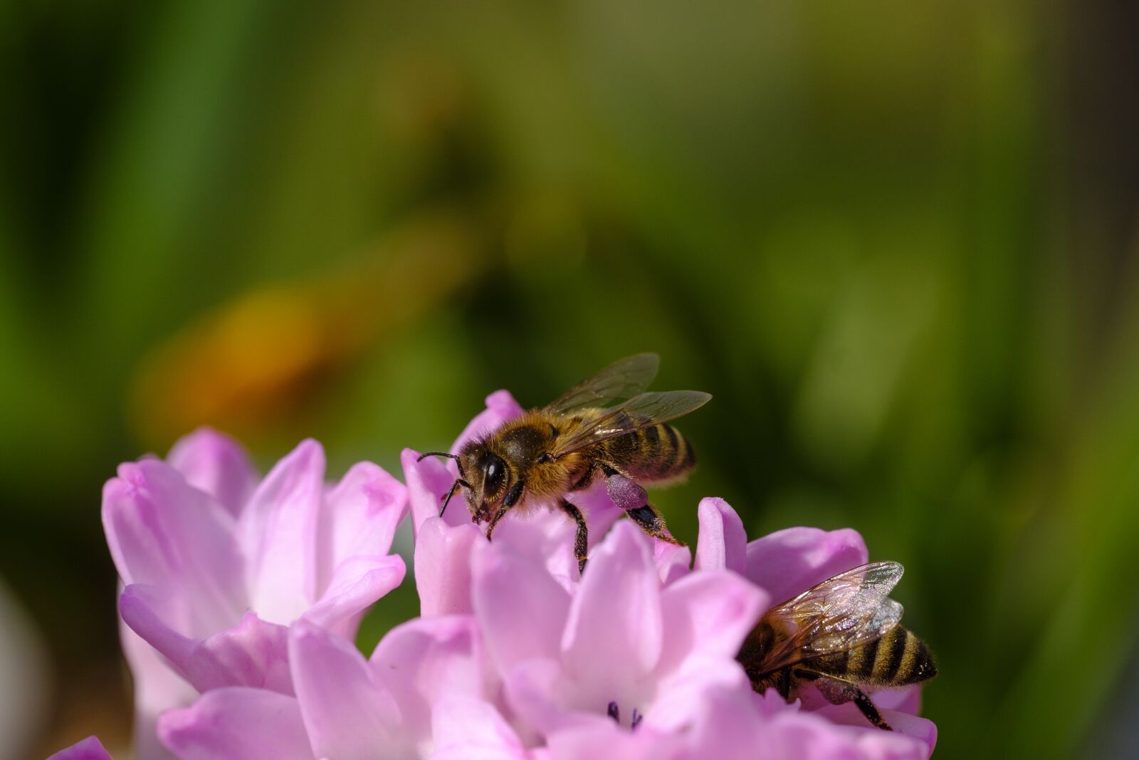 Fujifilm X-T2 + Fujifilm XF 80mm F2.8 R LM OIS WR Macro sample photo. Bee, honey bee, insect photography