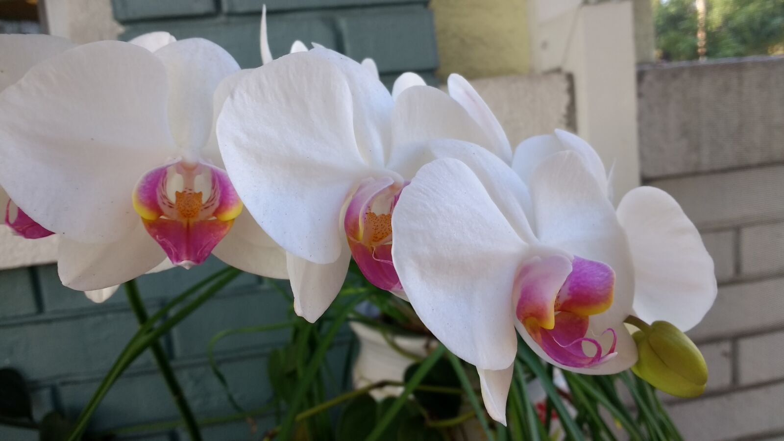 Motorola Moto G (4) sample photo. Flowers, orchids photography