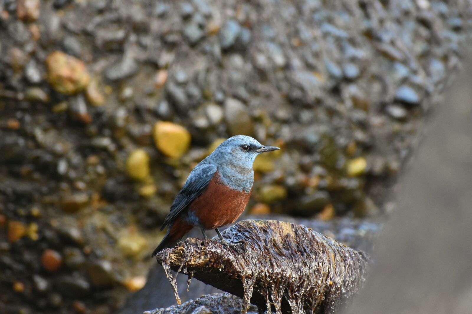 Nikon D7200 sample photo. Animal, sea, rock photography