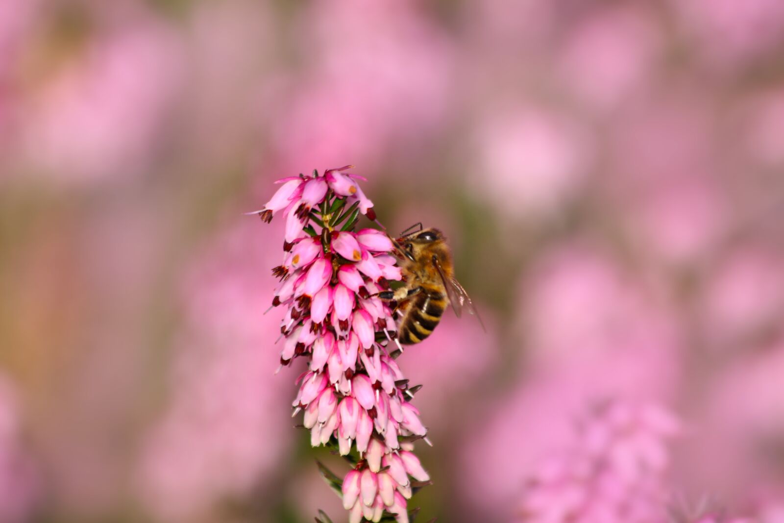 Canon EOS 750D (EOS Rebel T6i / EOS Kiss X8i) sample photo. Heather, bee, flowering photography
