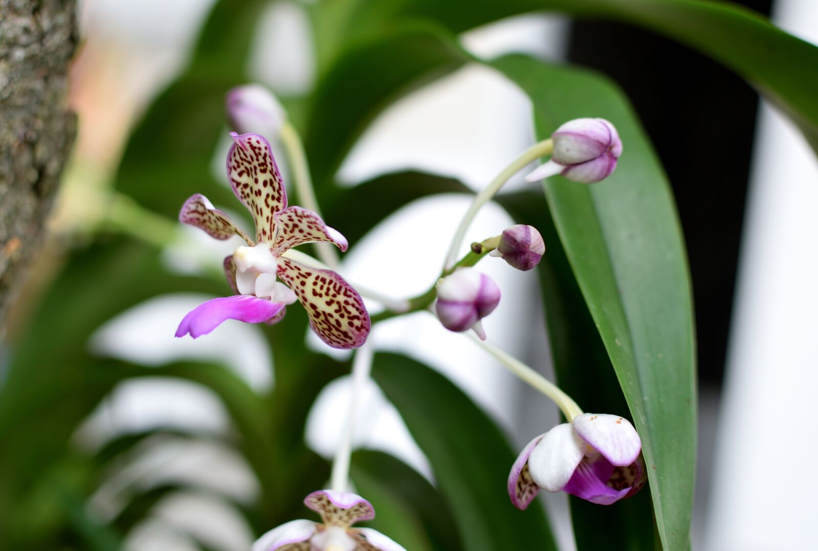 Nikon D5300 sample photo. Orchid, flowers, garden photography