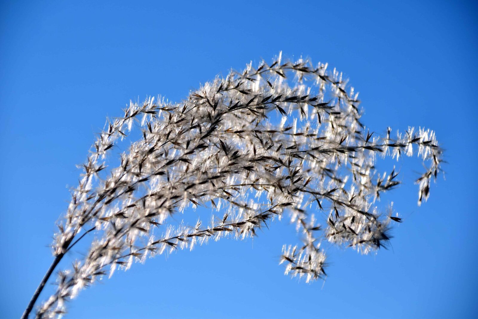 Nikon D3300 sample photo. Plant, branch, blue sky photography