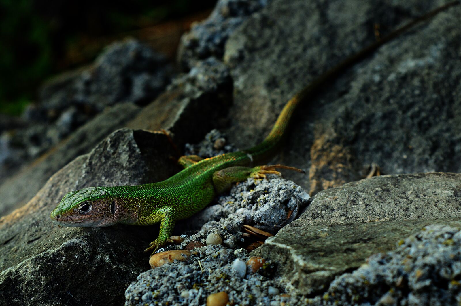 Nikon D3200 sample photo. Lizard, green lizard, reptile photography