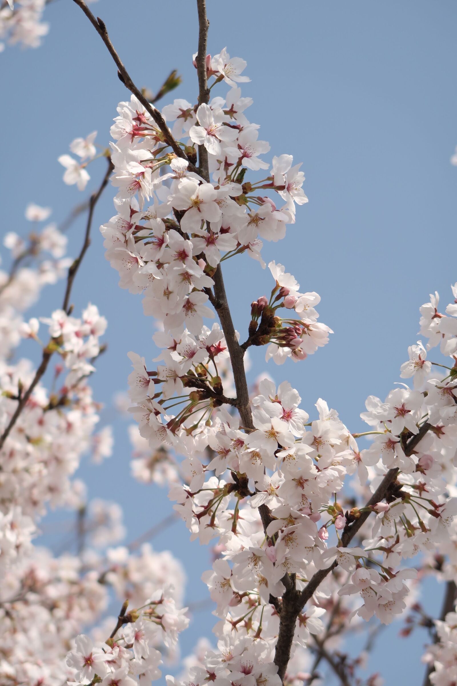 Canon PowerShot G7 X Mark II sample photo. Cherry blossoms, wood, flowers photography