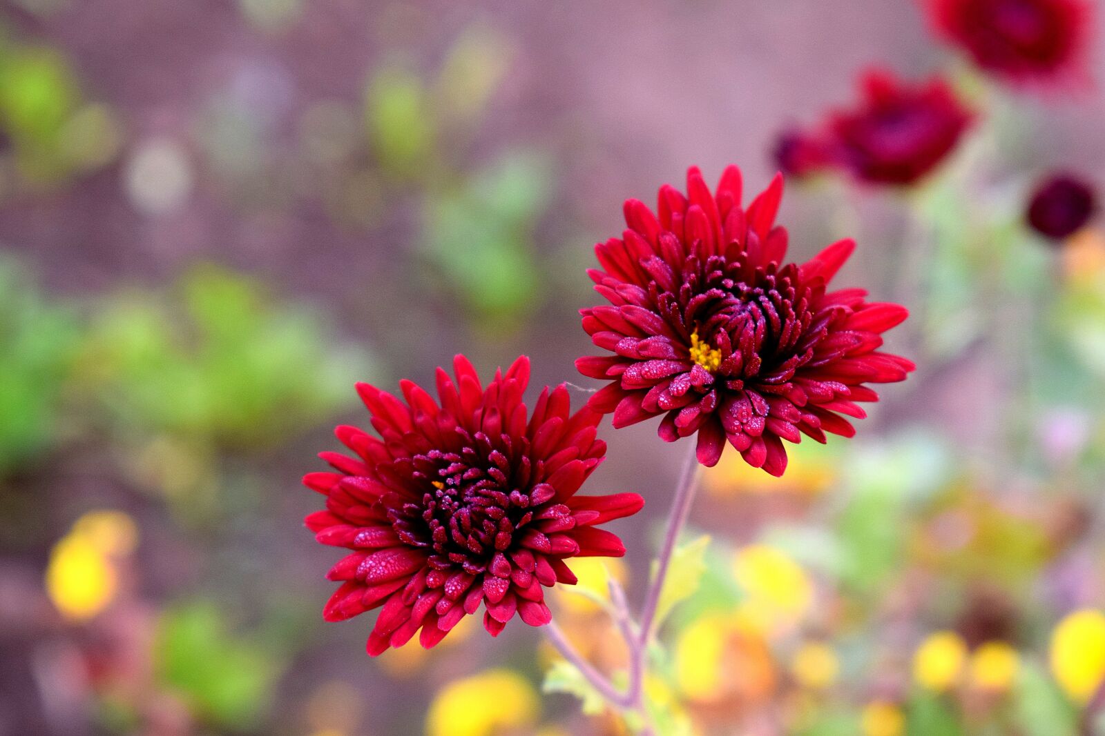 Nikon D3300 sample photo. Nature, flower, flora photography