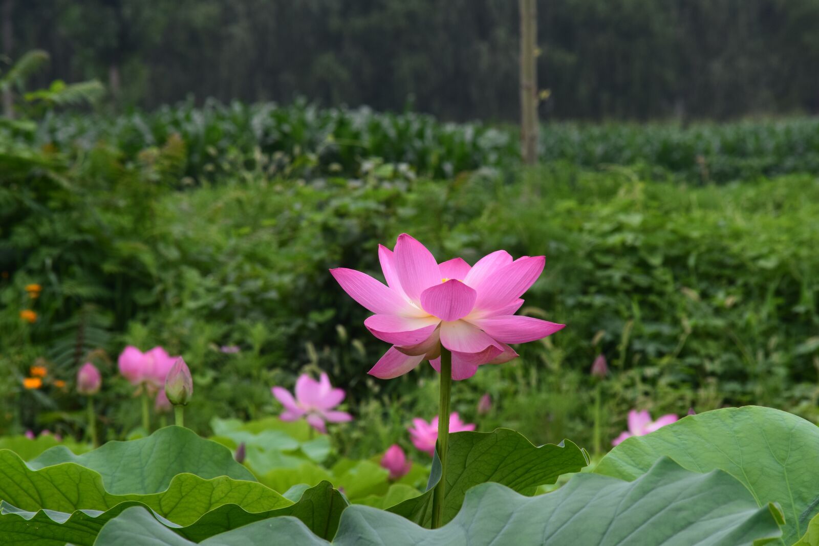 Nikon D5300 sample photo. Lotus, flower, pond photography