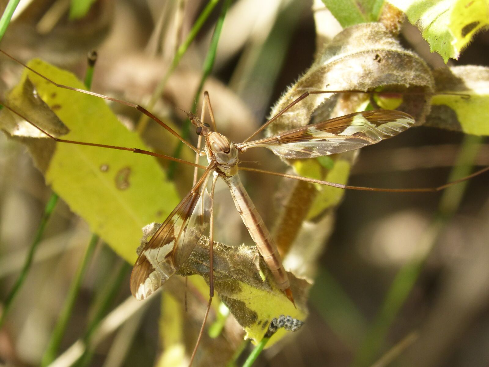 Panasonic DMC-FZ62 sample photo. Moquito, long-legged insect, insect photography