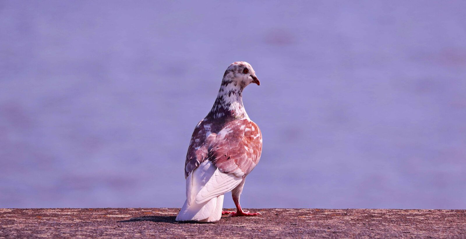 Canon EOS 80D sample photo. Nature, animal, wildlife, bird photography