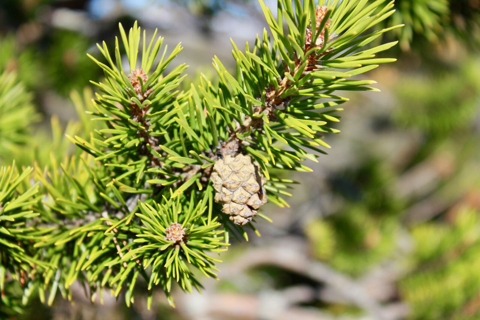 Canon EOS 550D (EOS Rebel T2i / EOS Kiss X4) sample photo. Pine, pine cone, three photography