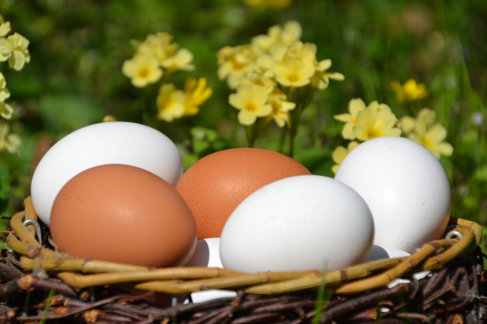 Nikon D3100 sample photo. Egg, white, brown photography