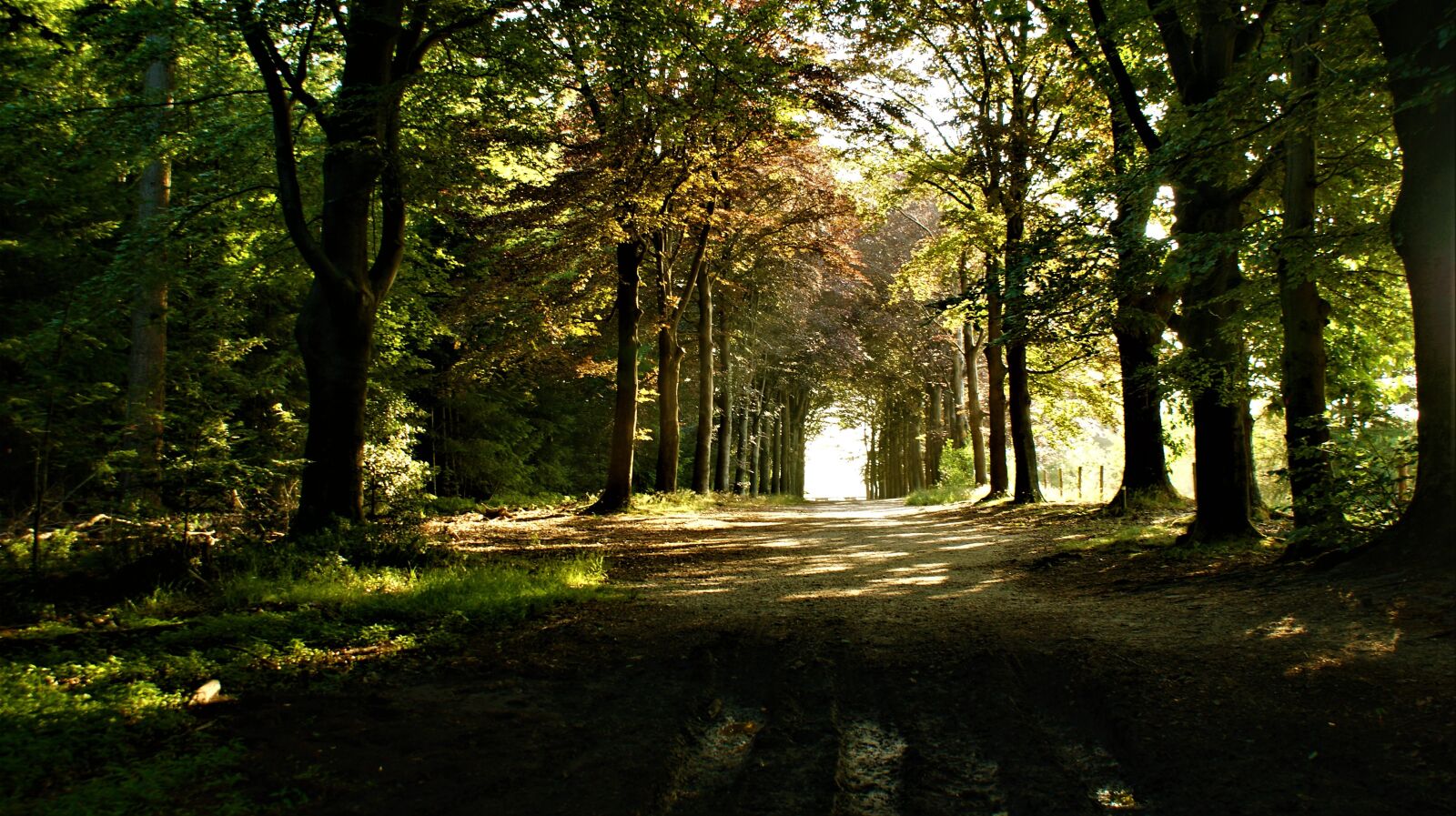 Sony Alpha DSLR-A350 sample photo. Forest, vista, hill photography