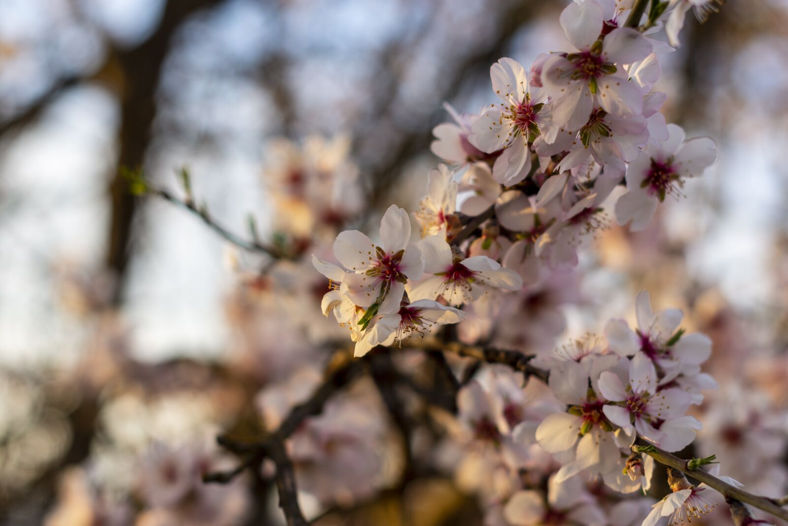 Nikon D7200 sample photo. Sunset, blossom, bloom photography