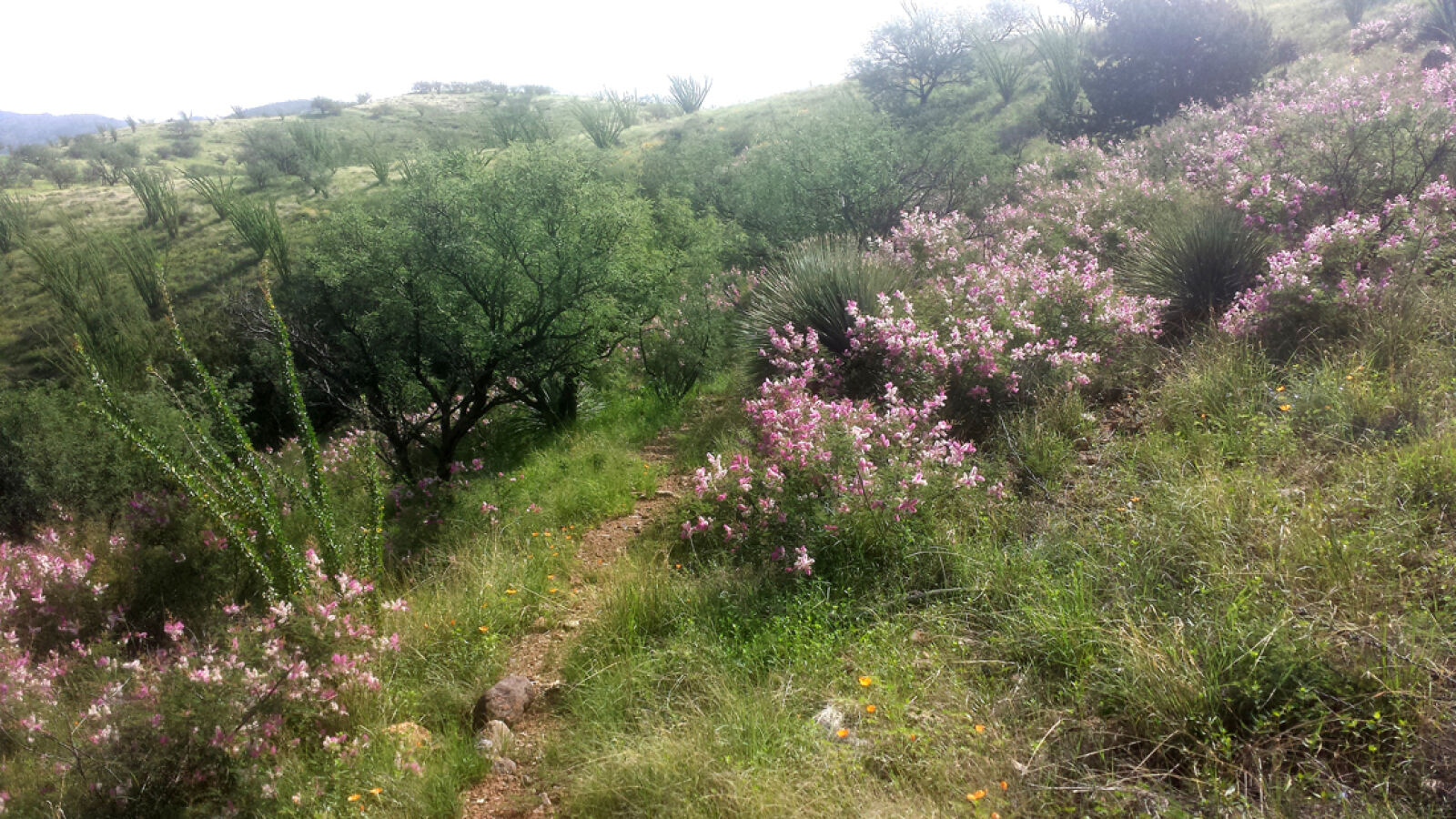 Samsung Galaxy S4 sample photo
