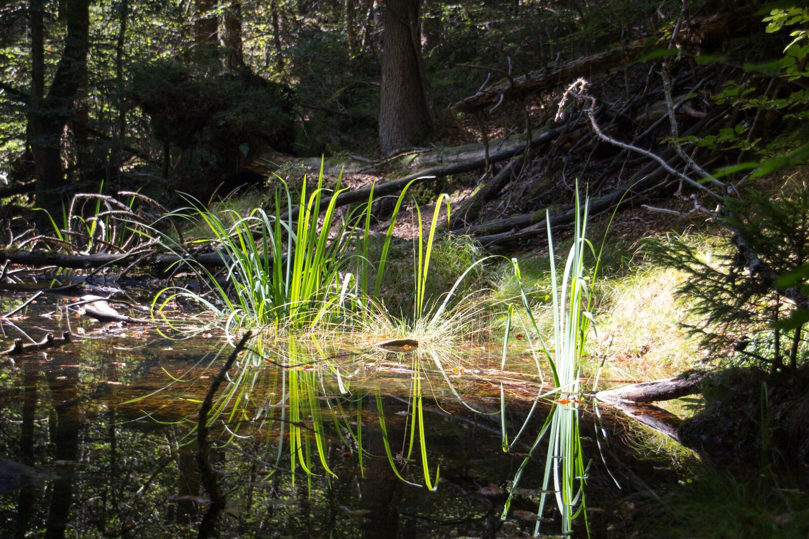 Canon EOS 60D sample photo. Water, mirroring, reflections photography
