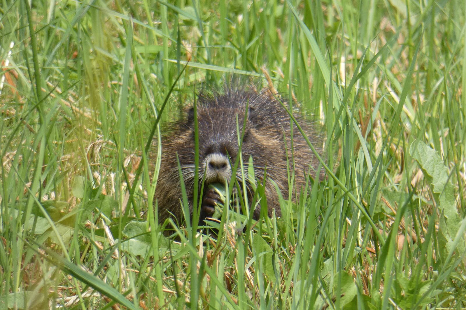 Panasonic DC-FZ83 sample photo. Muskrat, young, rat photography