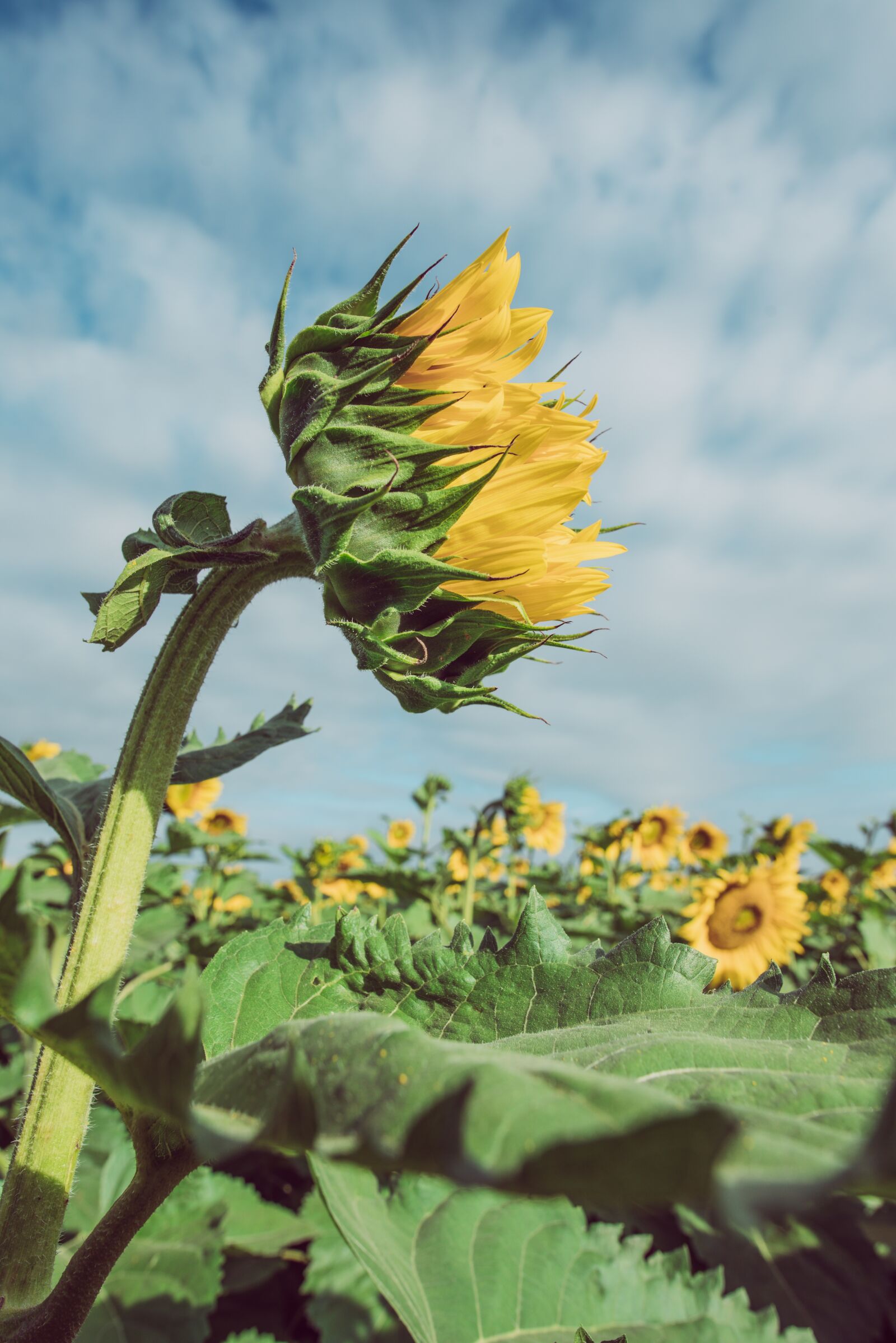Nikon D750 sample photo. Sunflower, agriculture, nature photography