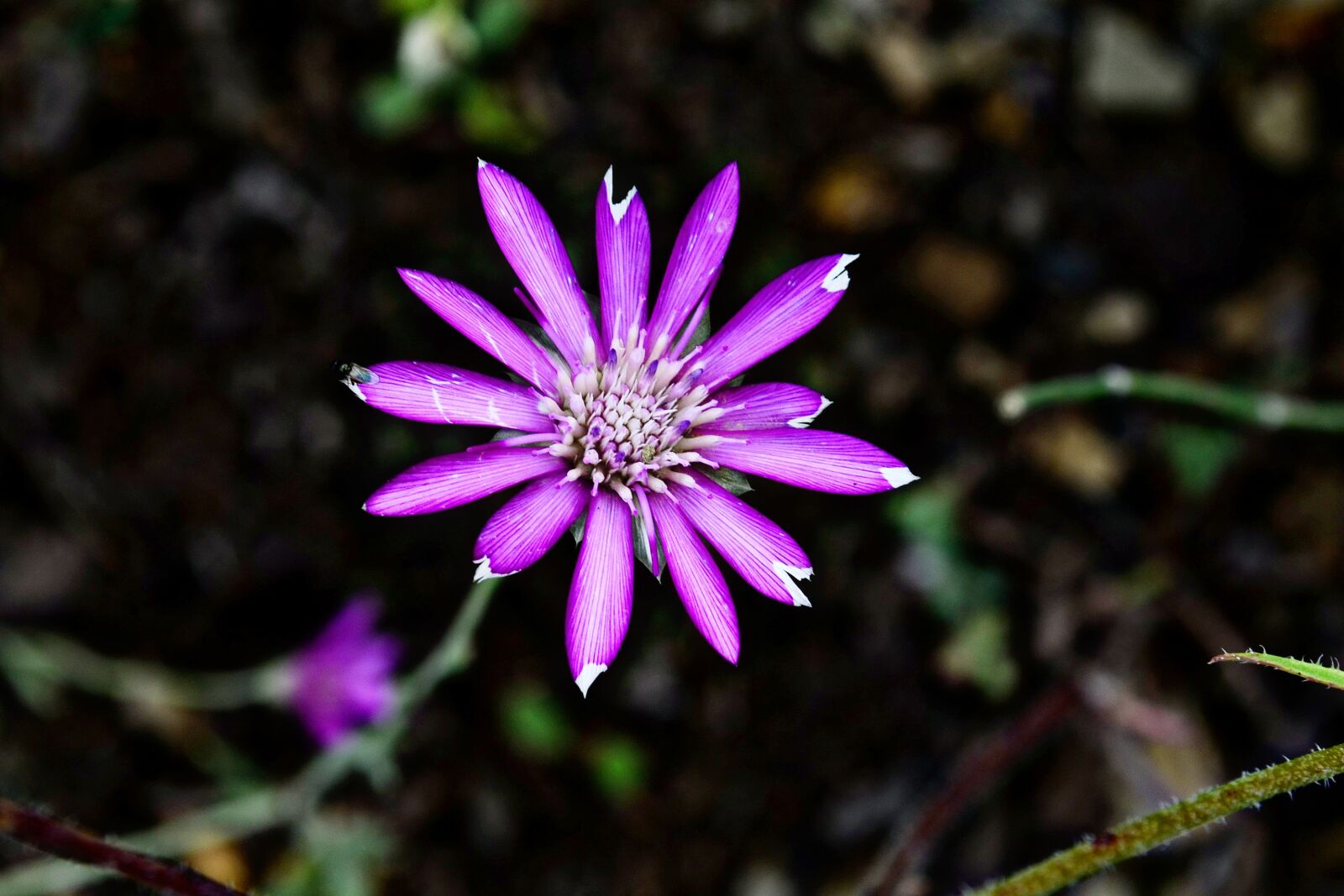 Nikon D5100 sample photo. Flower, nature, macro photography