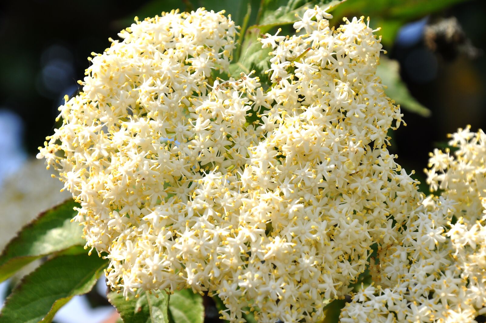 Nikon D90 sample photo. Spring, nature, elder photography