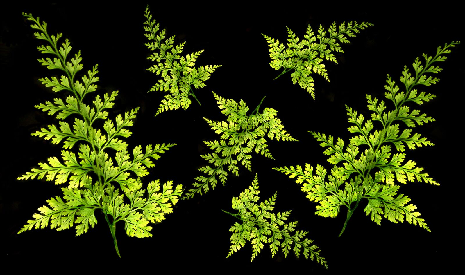 Olympus TG-5 sample photo. Ferns, leaves, fronds photography