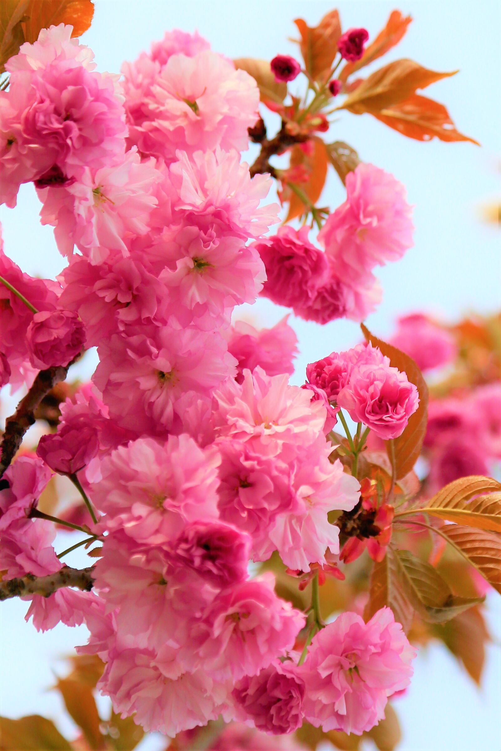 Canon EF 24-105mm F4L IS USM sample photo. Flowers, spring, tree photography