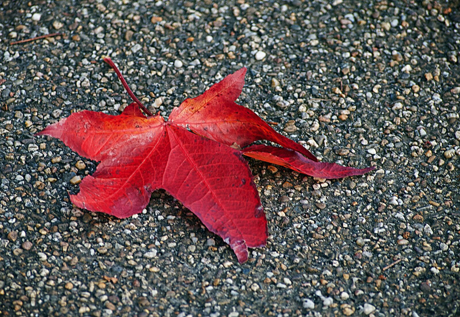 Olympus PEN E-P2 sample photo. Sheet, autumn, autumn leaf photography