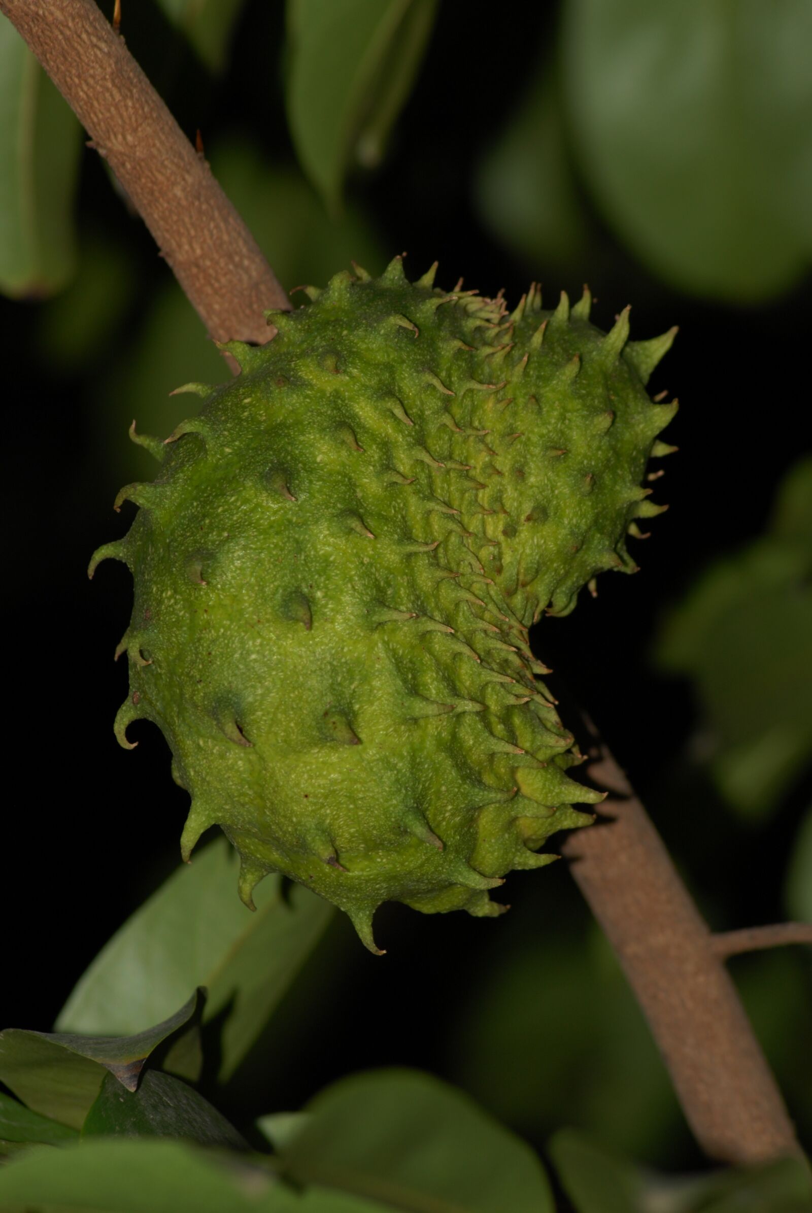 Nikon D200 sample photo. Soursop, fruit, edible photography