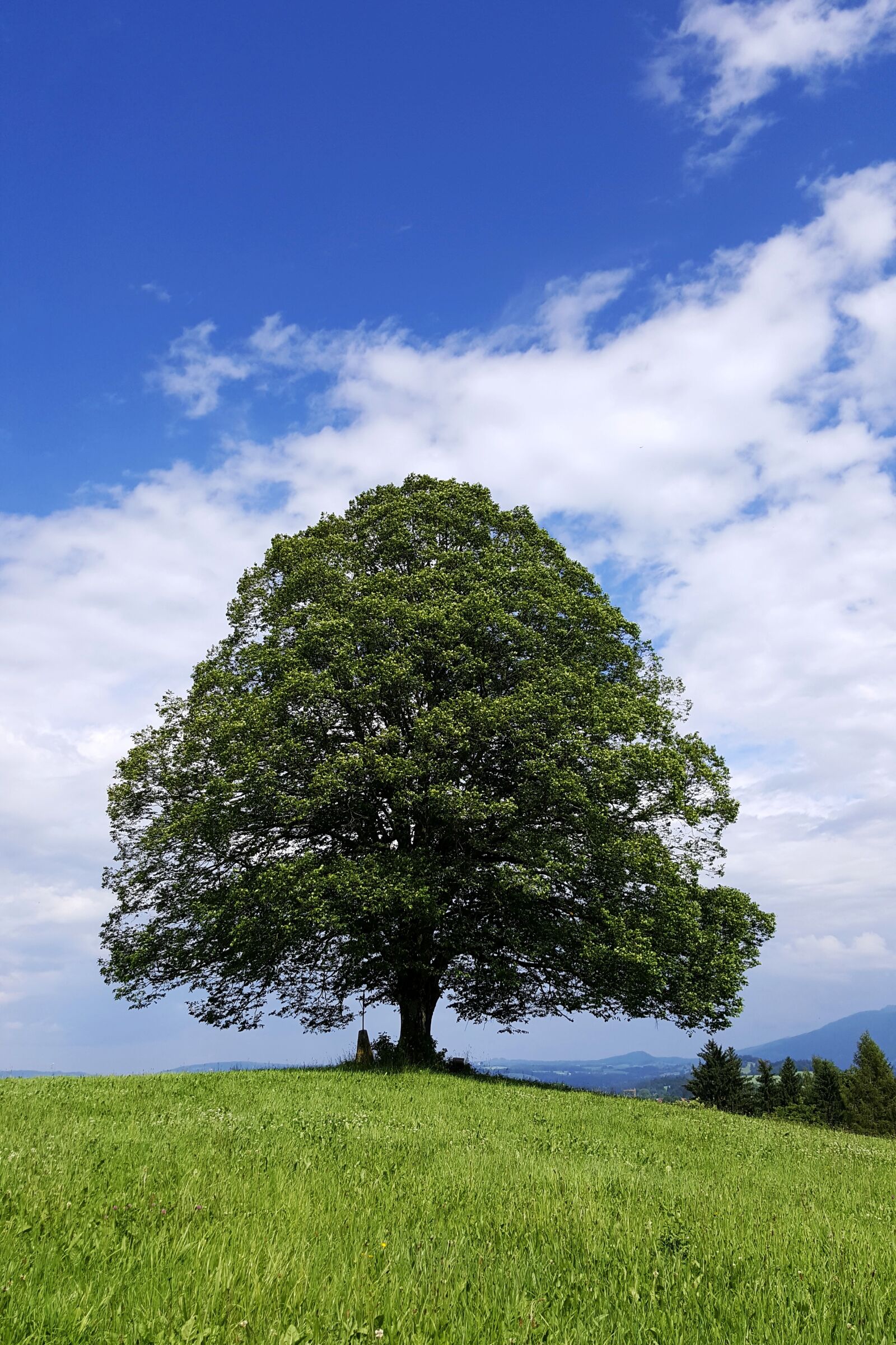 Samsung Galaxy S6 sample photo. Linde, tree, hill photography