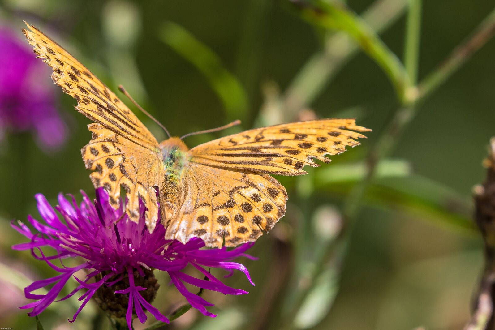 Canon EOS 7D Mark II sample photo. Fritillary, wild flower, butterfly photography