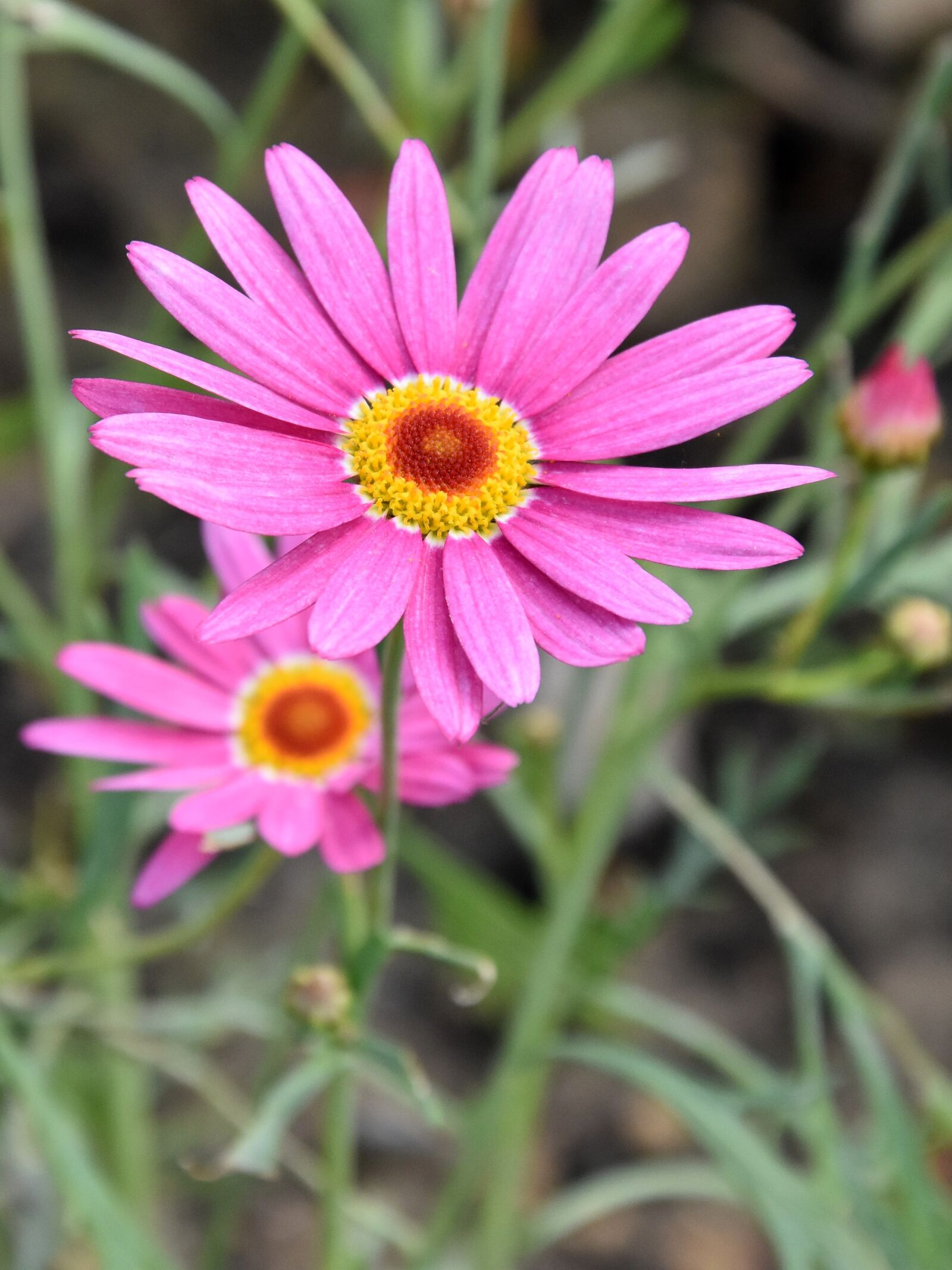 Nikon D7200 sample photo. Flower, pink, spring photography