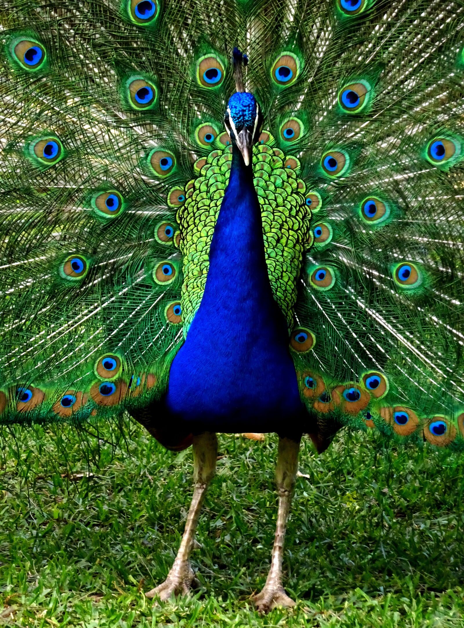 Sony Cyber-shot DSC-WX350 sample photo. Animal world, peacock, farbenspiel photography